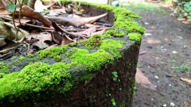 Bina duvarında kontrolsüz yosun büyümesi. Kötü havalandırma ve drenajlı nemli ortamlarda uzun vadeli hasar, yüzeysel bozulma ve yapısal zayıflamaya yol açar