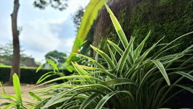 Çeşitli Yapraklara sahip zarif Örümcek Bitkisi: Beyaz Çizgili Lif Yeşil Yapraklar (Klorophytum kombinasyonu), Çevre dostu Botanik Kavramları ve İç Dekorasyon İçin Mükemmel