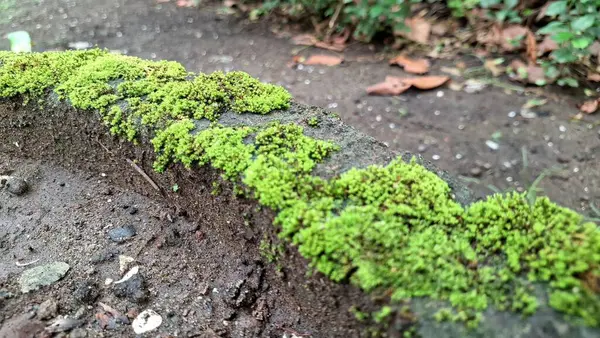 Islak Taş Duvarda Yosun Büyümesi Çevresel Tasarım, Botanik Konseptler, Posterler ve Organik Çevre Temalı Projeler İçin Nemli Yüzeyin Yüksek Çözünürlüklü Doğal Dokuları