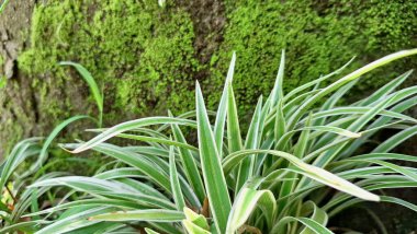 Beyaz Çizgili Yemyeşil Örümcek Yaprağı: Ev ve Ofis Alanlarında Doğal Dekorasyon ve Hava Arındırma İçin Popüler Kapalı Ev Bitkisi (Chlorophytum comosum)