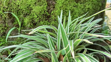 Sağlıklı ve Canlı Örümcek Bitkisi (Chlorophytum comosum): Doğal Ev Bahçesi İçin Bakımı kolay bir Kapalı Ev Bitkisi olan Beyaz Kenarlı Yeşil Yaprakların Yakın Çekimi