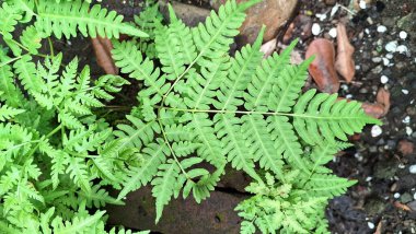 Yeşil Fern Yaprakları Doğal Orman 'da Yakın Çekim, Onoclea Hassasiyeti Yazın Vahşi Yeşillik Arkaplanı