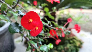 Taze yeşil yapraklı Euphorbia milii (Dikenli Taç) 'nin güzel kırmızı çiçekleri, tropikal bitki örtüsünün canlı bir görüntüsü..