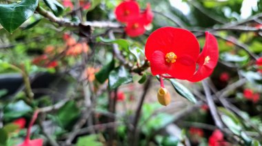 Parlak güpegündüz yakalanan dikenli çiçeklerden oluşan parlak kırmızı taç (Euphorbia milii), karmaşık çiçek desenlerini vurguluyor.