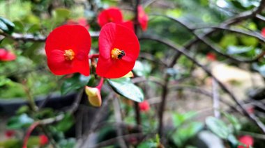Parlak kırmızı dikenli taç çiçek (Euphorbia milii) canlı çiçek, doğal güneş ışığı altında narin çiçek ayrıntıları sergilenir.