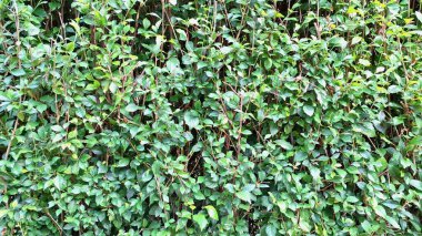 Yakın plan yeşil Acalypha Siamensis çit detayı (insan yok) içeren doğal dekoratif yaşam ekranı, yemyeşil arka plan ve duvar kağıdı için ideal