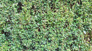 Yakın plan yeşil Acalypha Siamensis koruma detayı (hiç kimse) canlı doğal dekoratif zemin ve canlı ekran sunar, canlı doğal dekorasyon için mükemmeldir