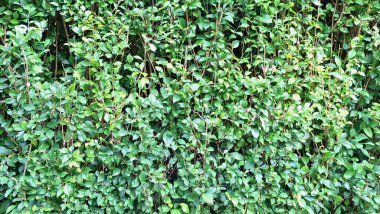 Yemyeşil ve detaylı yeşil Acalypha Siamensis çit yaprakları (hiç kimse yok) canlı bir çit ve duvar kağıdı kadar uygun canlı doğal dekoratif bir arka plan sağlar.