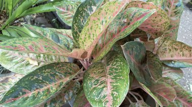 Ev dekorasyonu için Caladium ve Aglaonema bitkilerinin pembe ve yeşil tropikal yaprakları.