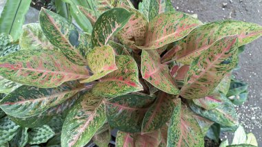 Pembe, beyaz ve yeşil desenli renkli ev bitkileri.