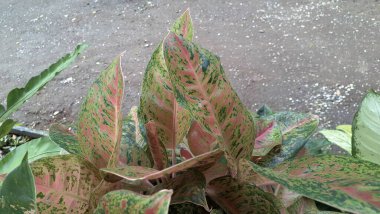 Aglaonema ve Caladium 'un güzel pembe ve yeşil yaprakları, popüler tropikal kapalı yer bitkileri.
