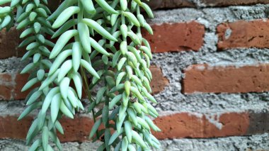 Vibrant Burro 's Tail Plant: Modern Ev Dekorasyonu ve Mimari Aksanlar İçin Popüler Kolay Bakım Sulu Yeşil Sedum morganianum' un Detaylı Görünümü