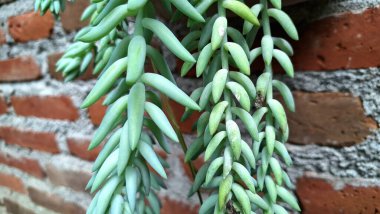 Sedum morganianum (Burro 'nun Kuyruğu): Serene Green Spaces ve Eşsiz Yaşam Dekoru İçin Düşük Bakımlı Ev Yaprakları ile Güzel İzleme Sulu