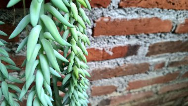 Lush Burro 's Tail Succulent (Sedum morganianum): Plump Green Leaves ile Vibrant Cascading Stems, Modern Dekor ve Botanik Konseptleri için Eşsiz İzleme Merkezi