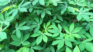 Çoklu Cassava Yaprakları 'nın canlı yeşil dokusu (Manihot esculenta), Doğa Temalı Arkaplan ve Tasarımlar İçin Mükemmel Taze ve Organik Desenler Oluşturur.