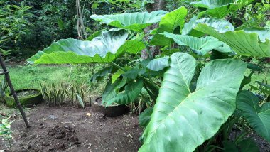 Çiçekli yeşil taro bitkisi Colocasia esculenta tropikal kökü. Geleneksel gıda tarım bitkisel ilaçları ve botanik araştırmalarında kullanılan geniş yapraklı.