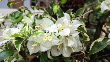 Vibrant White Variegated Bougainvillea Glabra Çiçeklerinin Kapalı Çekimi Doğal Güneş Işığında Hassas Renkler Görünüyor