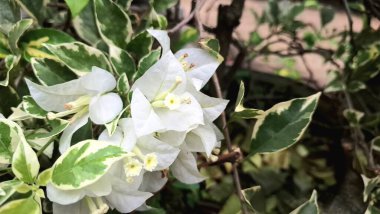 Sersemletici Bougainvillea Glabra Variegata 'nın Kapalı Çekimi Tamamen Çiçekli Beyaz Yapraklar Doğal Güneş Işığı Altında Bir Tropik Açık Bahçe Bahçesinde