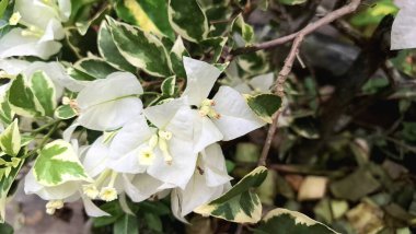 Beyaz Variegated Bougainvillea Glabra 'nın Çiçekleri Tamamen Açtı, Doğal Güneş Işığı Bahçesinde Canlı Tropikal Kağıt Bitkisi Çiçekleri