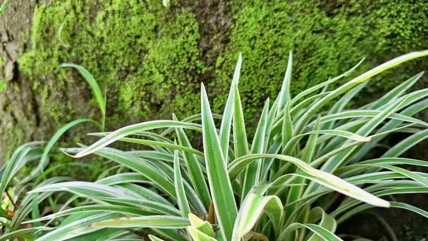 Beyaz Çizgili Yemyeşil Örümcek Yaprağı: Ev ve Ofis Alanlarında Doğal Dekorasyon ve Hava Arındırma İçin Popüler Kapalı Ev Bitkisi (Chlorophytum comosum)