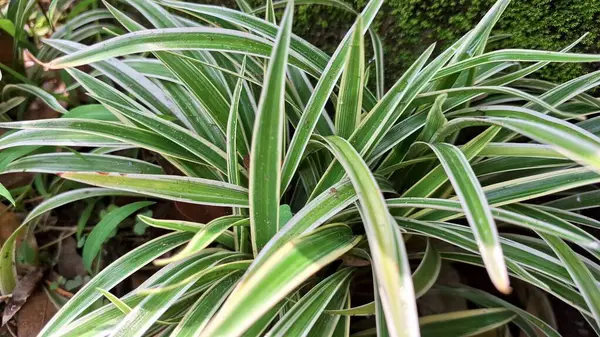 Hava Arındırıcı Örümcek Bitkisi (Chlorophytum comosum): Ayırt edici Beyaz Kenarlı Yaprakları, Sürdürülebilir Ofis ve Yeşillik İçin İdeal