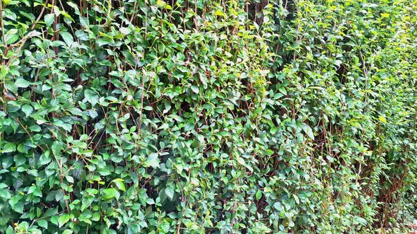 Canlı yeşil Acalypha Siamensis çit detaylarını (insan olmayan) yakın planda keşfedin, yemyeşil doğal dekoratif bir zemin ve potansiyel canlı bir ekran ortaya çıkarır.