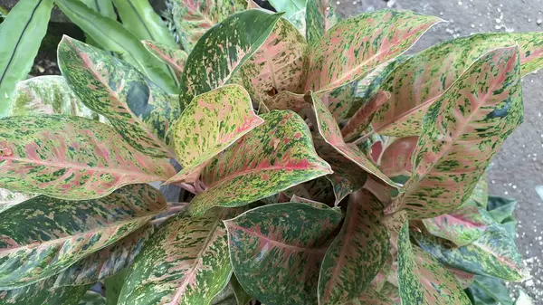 İç dekorasyon için pembe, yeşil ve beyaz yapraklı renkli Aglaonema ve Caladium yaprakları