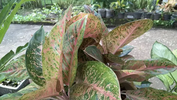 İç tasarım ve dekorasyon için pembe ve yeşil tonlarda canlı ev bitkisi yaprakları