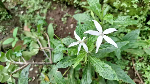 Bitkisel tedaviler ve bitki toksinleriyle ilgili tasarımlar için doğal bir zemin sunan bulanık yeşil yapraklara karşı el değmemiş beyaz bir Hipobroma uzun gigiflora çiçeğinin yakın çekimi