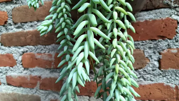 Eşeğin Kuyruğu Bitki Yaprağı: Sağlıklı Sedum Morganianum 'un Yakın Çekimi, Asma Sepetleri ve Çevre dostu Dekorasyon İçin Mükemmel Yeşil Sulu