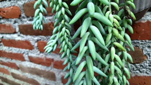 Sağlıklı Eşek Kuyruğu (Sedum morganianum): Kalın Yeşil Yapraklı, Kapalı ve Açık Hava Yeşilliği İçin Eşsiz ve Kolay Bakım Evi