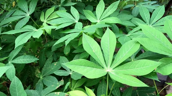 Lush Green Cassava Leaves (Manihot esculenta) Yoğun Tropikal Yaprak Arkaplanı, Doğal Duvar Kağıtları ve Botanik Resimleri İçin İdeal.