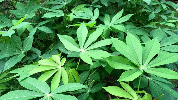 Taze Yeşil Cassava Bitkisi Yaprakları Yoğun Düzenleme, Duvar kağıtları ve Tarım Konseptleri için Doğal ve bereketli bir Doku Sağlama.