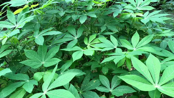 Manihot esculenta Yapraklarının Ayrıntılı Çekimi, Entrika Damar Yapısı ve Palmat Şeklini Gösterme, Botanik Çalışmalar ve Doğal Geçmişler İçin Mükemmel.