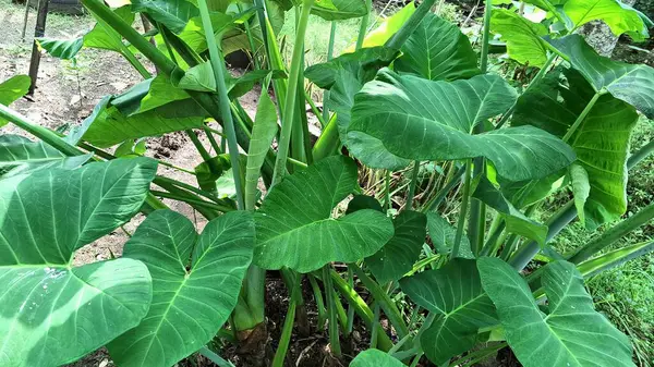 Taro bitkisi Colocasia esculenta. Bahçede yetişen yemyeşil yeşillik. Botanik eğitim ve tarım görselleri için uygun tropikal çevre.