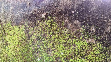 Doğal Nemlendirici, Hava Arındırıcı ve Toprak Koruyucunun Nemli Duvarlarda Bulunması, Çevre Eğitimi, Tasarım ve Tasarım İçin İdeal