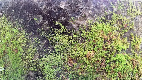 Doğal Yosun Yararları Yeşil Bitki Nemli Yüzeylerde Büyür, Nemini Korumaya Yardım Eder, Hava Filtresi, Ekosistemleri Destekler ve Çevre dostu Kentsel ve Doğa Tasarımını Destekler