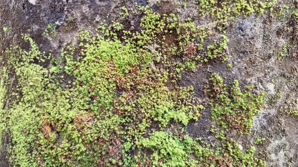 Rutubetli Duvar 'da Vahşi Yosun Büyümesi Nemi Korumaya Yardım Ediyor, Mikro Ekosistemleri Destekliyor ve Hava Filtreleri, Botanik ve Çevre Temalı Projelerde Kullanılıyor