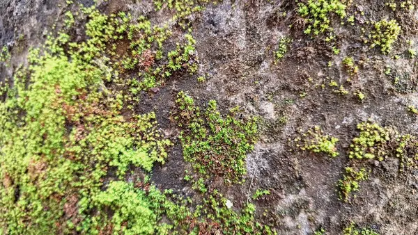 Islak Taş Duvarda Yosun Büyümesi Çevresel Tasarım, Botanik Konseptler, Posterler ve Organik Çevre Temalı Projeler İçin Nemli Yüzeyin Yüksek Çözünürlüklü Doğal Dokuları