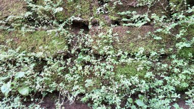Eski tuğlalar ve yeşil yosunların doğal bileşimi dokulu ve organik bir yüzey yaratır. Zaman ve doğayı resmeden arka planlar için mükemmeldir.