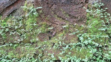 Yeşil yosunlarla kaplı eski tuğlalar dokulu bir yüzey ve şablon gösterir, doğal veya eskimiş kavramlar için yosunlu bir arka plan olarak idealdir.