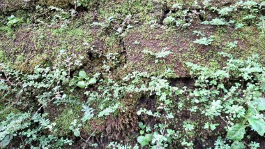 Eski tuğlalardaki yeşil yosun doğal ve organik bir doku oluşturarak eskimiş ve eskimiş bir görünümle yosunlu tuğla bir arka plan oluşturur.