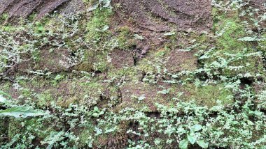 Yeşil yosunların eski ve yıpranmış bir duvarda yetiştiği yosunlu tuğlaların dokulu desenlerini keşfedin ve eşsiz bir doğal arka plan oluşturun.