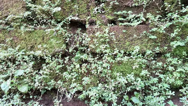 Eski tuğlalar ve yeşil yosunların doğal bileşimi dokulu ve organik bir yüzey yaratır. Zaman ve doğayı resmeden arka planlar için mükemmeldir.