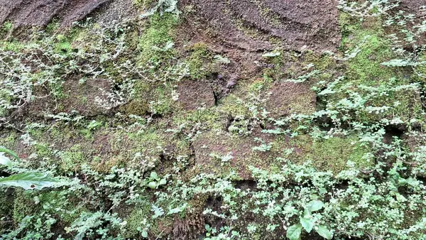 Yeşil yosunların eski ve yıpranmış bir duvarda yetiştiği yosunlu tuğlaların dokulu desenlerini keşfedin ve eşsiz bir doğal arka plan oluşturun.