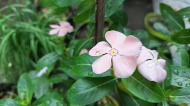 Pembe Gül Periwinkle (Catharanthus roseus) taç yapraklarında su incileri, süs güzelliği ve doğal bitkisel ilaçlarda ve geleneksel tıpta kullanımıyla bilinen tropikal çiçek.