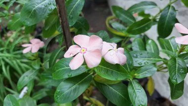 Yeşil yapraklar ve çiğ damlalarıyla taze pembe Madagaskar Periwinkle çiçeği (Catharanthus roseus), bahçeler, ev dekorasyonu ve tıbbi kullanım için popüler bir çiçek bitkisi.