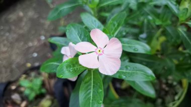 Canlı pembe Periwinkle çiçeğinin (Catharanthus roseus) geleneksel bitkisel tıpta kullanılan ve esnekliğiyle bilinen tropikal bir süs bitkisi olan su damlacıklarıyla yakın çekimi.