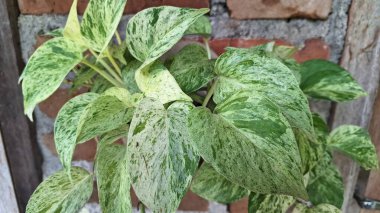 Lush Golden Pothos (Epipremnum aureum): Easy-Care Devil 's Ivy, Variegated Leaves ile Para Fabrikası