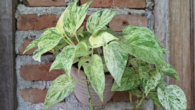 Altın Pothos (Epipremnum aureum): Canlı Şeytan Sarmaşığı, Modern İç Dekor Para Fabrikası
